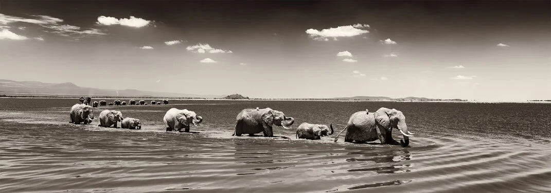 Elephant black and white fine art picture available for sale for a good cause in kenya