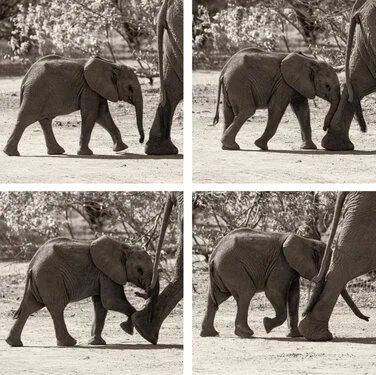 Elephant black and white fine art picture available for sale for a good cause in kenya