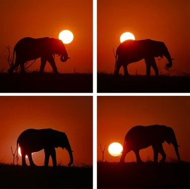 Elephant black and white fine art picture available for sale for a good cause in kenya