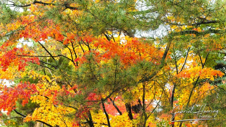 Autumn foliage in Kenrokuen Garden with maple trees in yellow, orange, and red