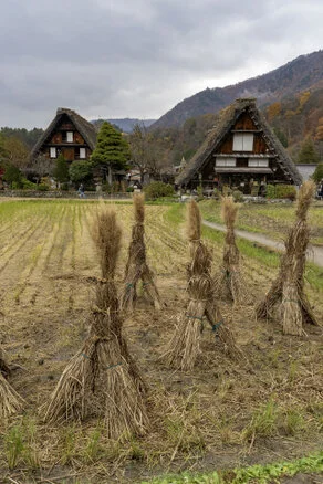 Panorama of Shirakawa-Go village and valley forest in autumn foliage