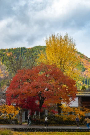 Panorama of Shirakawa-Go village and valley forest in autumn foliage