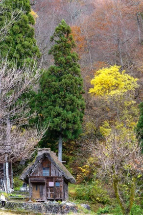 Panorama of Shirakawa-Go village and valley forest in autumn foliage