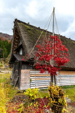 Panorama of Shirakawa-Go village and valley forest in autumn foliage